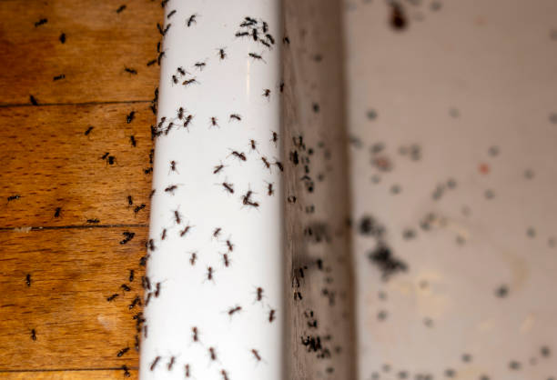 Best Wildlife Control Services  in Breckenridge, TX